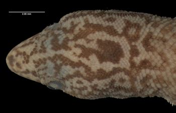 Media type: image;   Herpetology R-34403